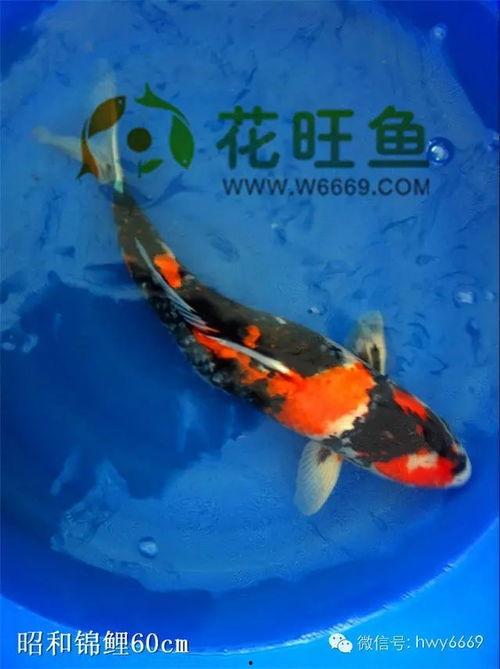锦鲤吃瓜小说,吃瓜小说中的奇幻之旅