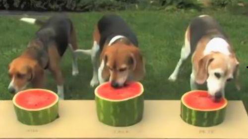 播放大狗狗吃瓜视频,萌态十足引网友爆笑