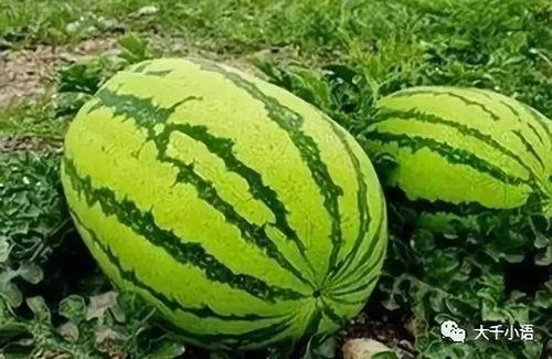 吃瓜家里,揭秘娱乐圈背后的真实故事