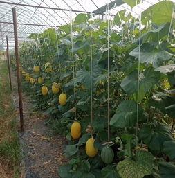 吃瓜关于黄晓,娱乐圈的瓜田传奇