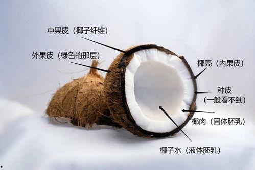 夏日吃瓜椰椰有多少,清凉一夏的甜蜜诱惑
