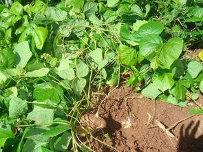 山土瓜怎么吃,探索乡村美味新境界