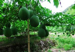 花脸吊瓜可以吃吗,美味可口的天然食材探索