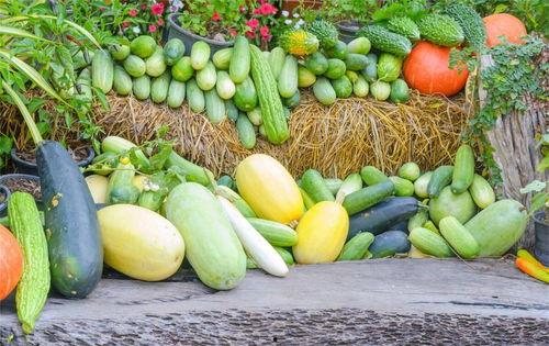 忙里吃瓜,忙里吃瓜的趣味时光