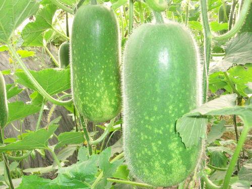 盐城大网红吃瓜事件,揭秘网络舆论的狂欢与反思