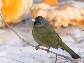 枝上雀吃瓜,自然界的和谐乐章