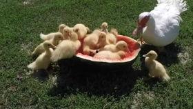 吃瓜鸭宝,揭秘娱乐圈背后的那些事儿