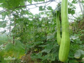 怎样吃砍瓜,探索美味与健康的完美融合