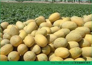 吃哈密瓜可以吃鸡蛋,营养早餐新主张