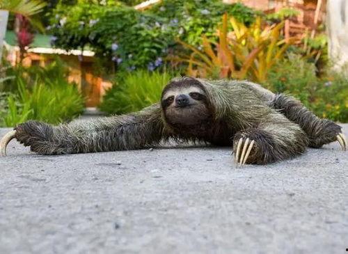什么动物喜欢偷瓜吃,揭秘夜间行动的神秘动物