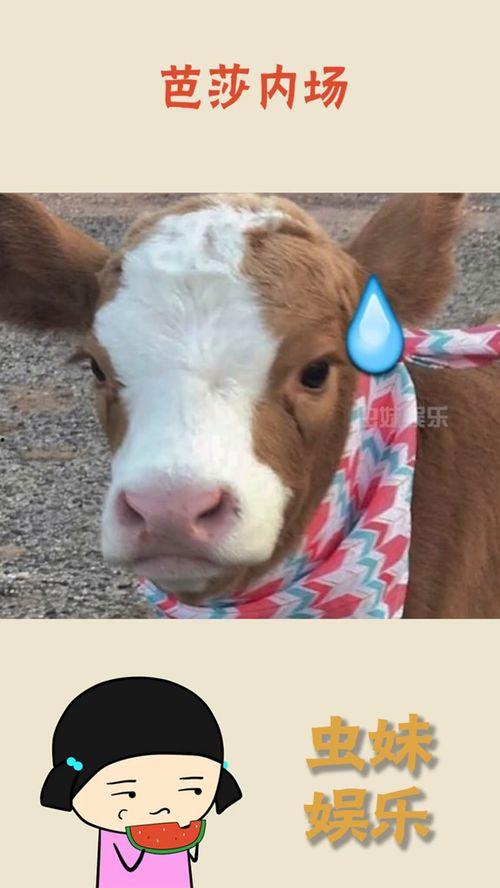 最惨吃瓜抖音,揭秘网络热点的背后真相