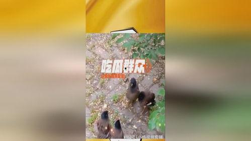 树底下吃瓜的,夏日休闲时光