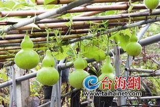 外国人吃葫芦瓜,外国人眼中的葫芦瓜美食之旅