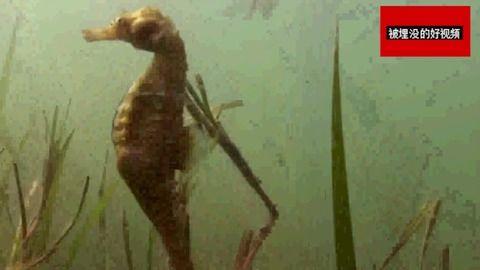 喂海马吃瓜,瓜果飘香，海洋精灵的味蕾盛宴