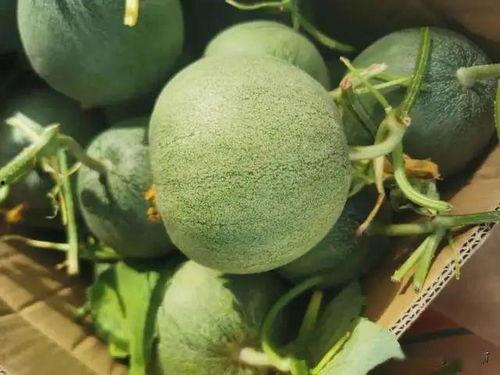 mrc舞团吃瓜,揭秘背后真相与争议