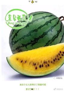 吃开瓜,探寻夏日消暑美食之旅