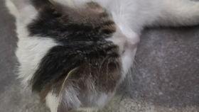 猫咪吃瓜叶子,瓜叶美食之旅