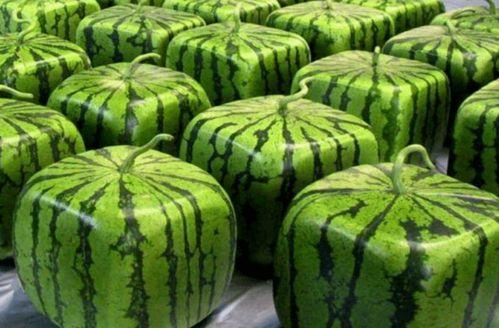 中国队长吃瓜,揭秘娱乐圈幕后风云