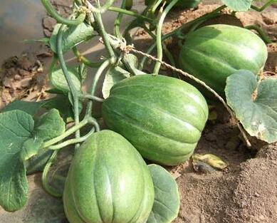 不要老吃瓜,拥抱深度思考