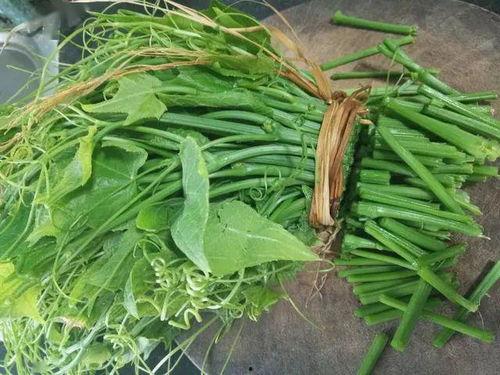 佛手瓜吃瓜吃苗