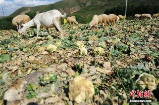 农村吃蜜瓜喂羊,蜜瓜喂羊，共享丰收喜悦