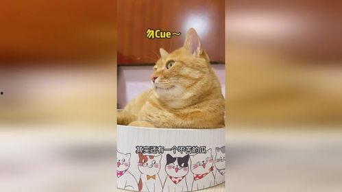 吃瓜吃到猫头上,猫头成焦点，一场意外的“瓜界”风波