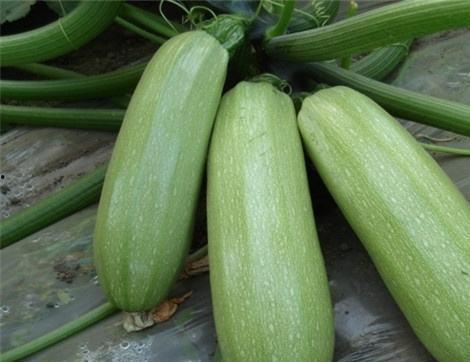 阿达西吃大瓜,探寻吃大瓜背后的故事与魅力