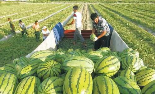 杭州吃瓜事件图片,一场网络热议背后的真相揭秘