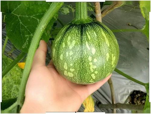 小染吃瓜,揭秘娱乐圈那些不为人知的幕后故事