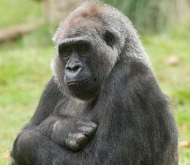 吃瓜姐猩猩,揭秘娱乐圈背后的那些事儿