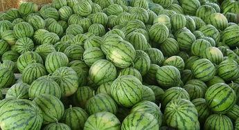 龙港财富吃瓜,揭秘吃瓜群众的围观盛宴