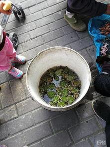 绿色青蛙吃瓜,绿色青蛙的夏日瓜果盛宴