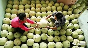 常吃三白瓜,探寻夏日消暑佳品