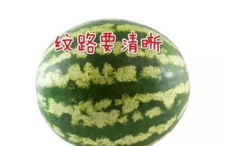 计划吃瓜,跟随计划吃瓜，解锁夏日美味新体验