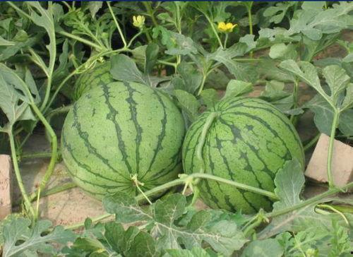 西安迈阿密吃瓜事件,一场网络热议的美食风波