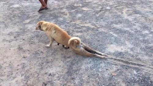 狗拖着腿好奇吃瓜